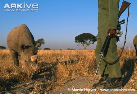 Black-rhinoceros-guarded-against-poachers