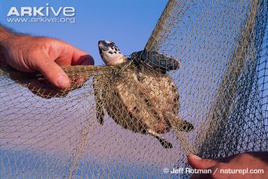 Young-hawksbill-turtle-caught-in-a-fishing-net